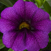 #5: Purple Lace Gallon Combo Pot 1