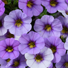 #5: Purple Lace Gallon Combo Pot