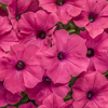 #1: Above and Beyond 13 Inch Combo Hanging Basket