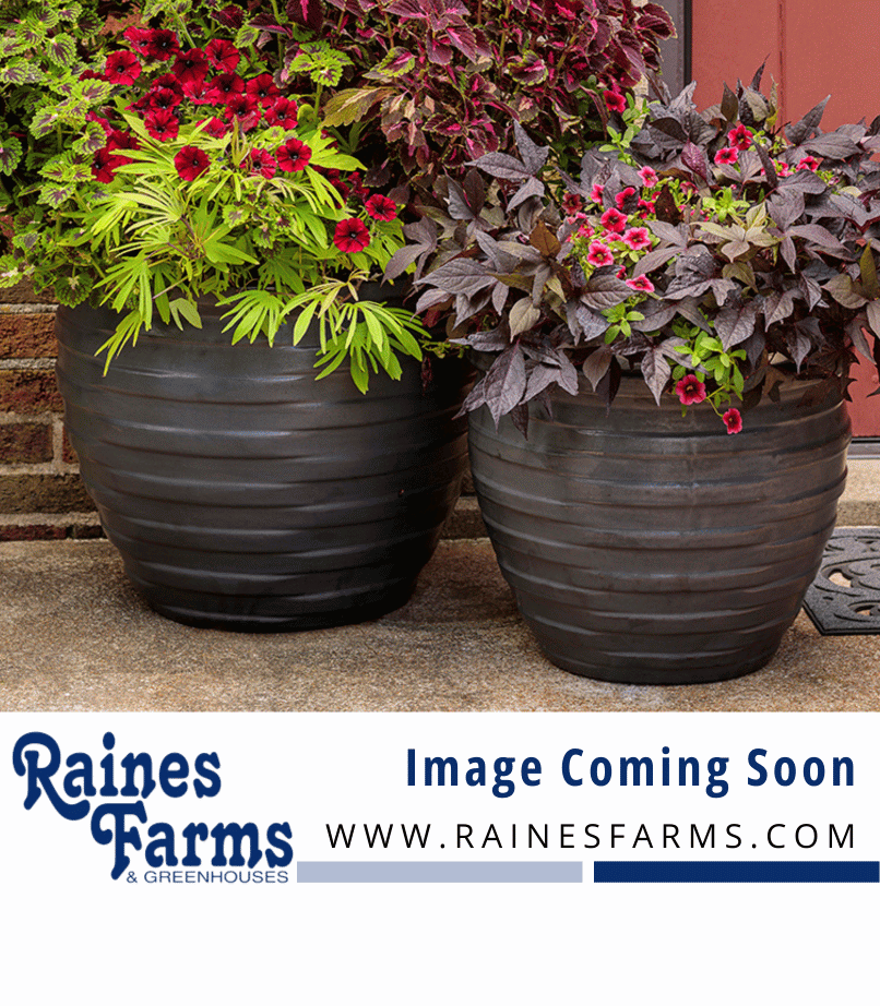 14 Inch Square Black Combo