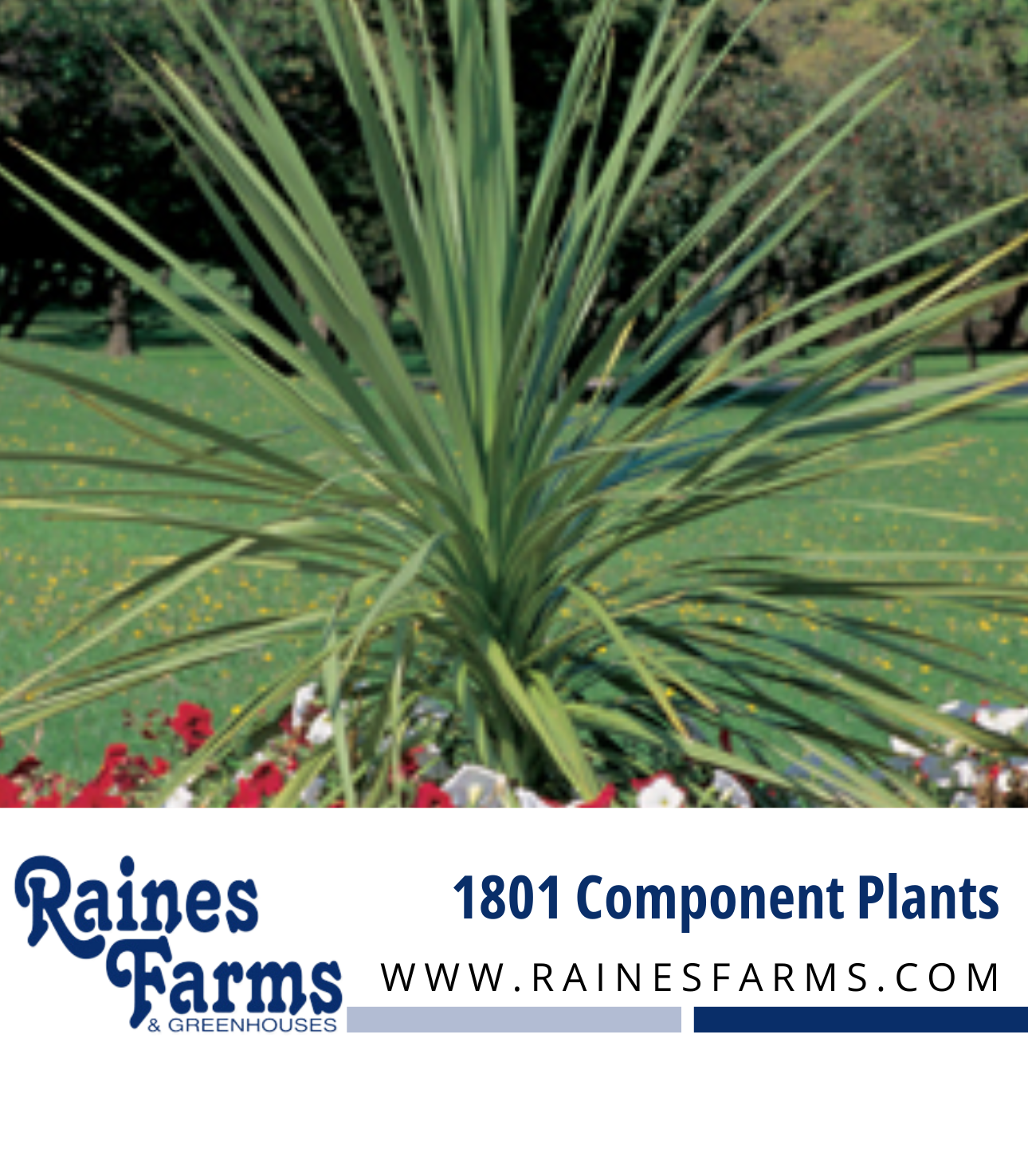 1801 Accent Plants 