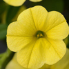#13: Summer Break 13 Inch Combo Hanging Basket