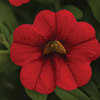 #13: Summer Break 13 Inch Combo Hanging Basket 1