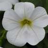 #13: Summer Break 13 Inch Combo Hanging Basket