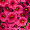 #5: Bobo 13 Inch Combo Hanging Basket