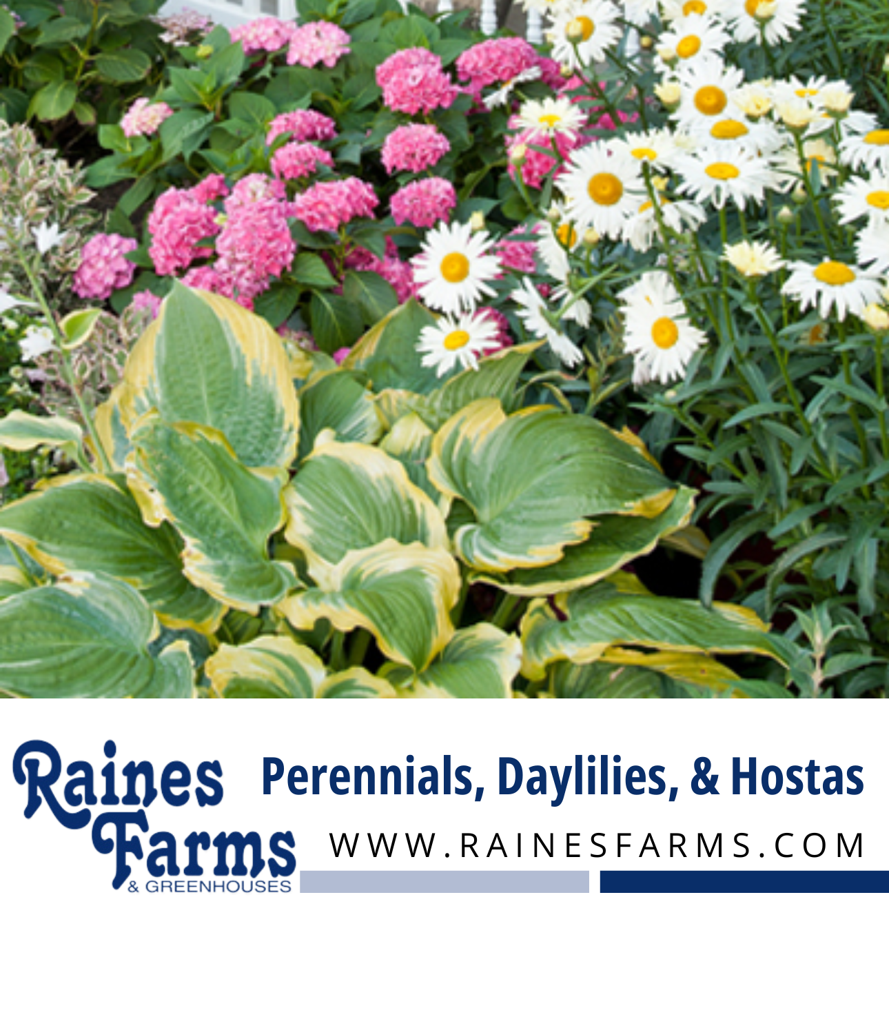 Perennial Flowers, Daylilies, & Hostas