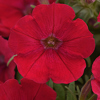 #4: Blooming Glory 13 Inch Combo Hanging Basket 1