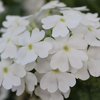 #4: Blooming Glory 13 Inch Combo Hanging Basket