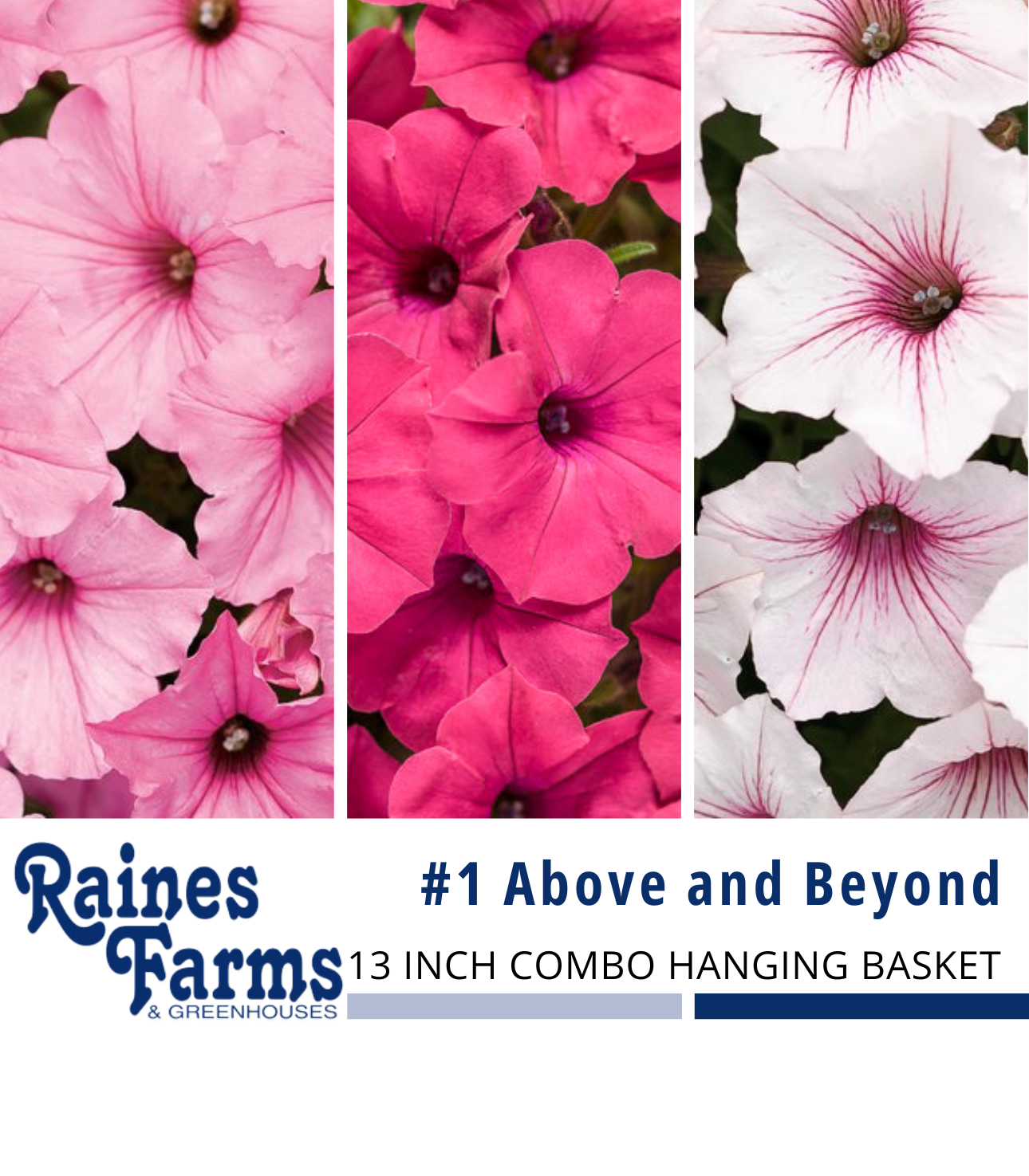 #1: Above and Beyond 13 Inch Combo Hanging Basket