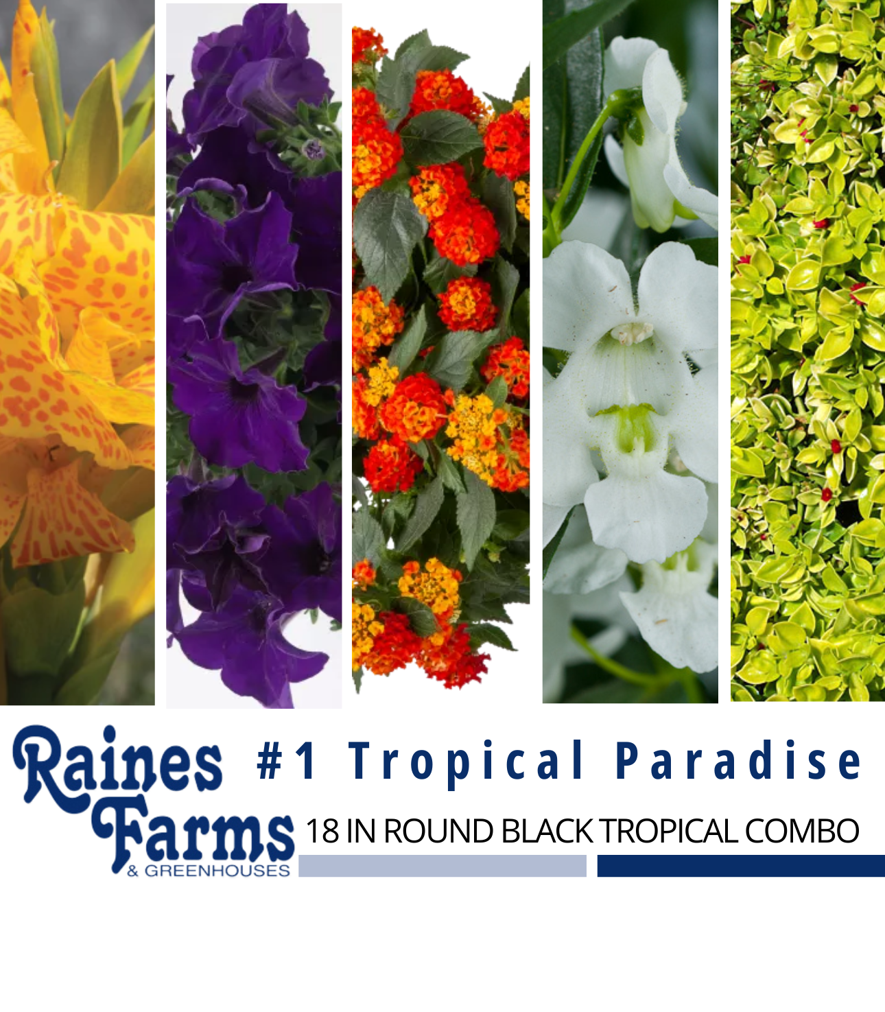 #1: Tropical Paradise 18 Inch Round Black Tropical Combo Planter