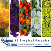 #1: Tropical Paradise 18 Inch Round Black Tropical Combo Planter 1