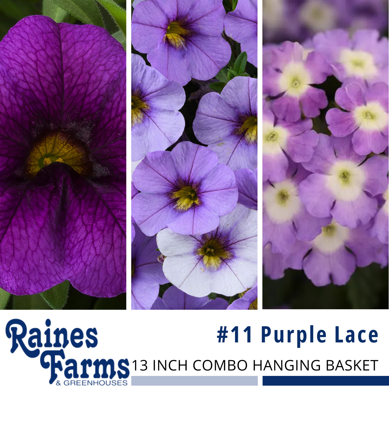 #11: Purple Lace 13 Inch Combo Hanging Basket