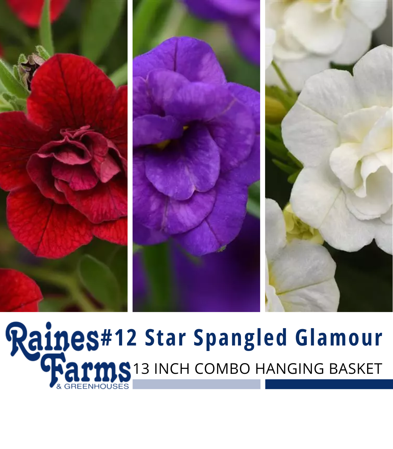 #12: Star Spangled Glamour 13 Inch Combo Hanging Basket