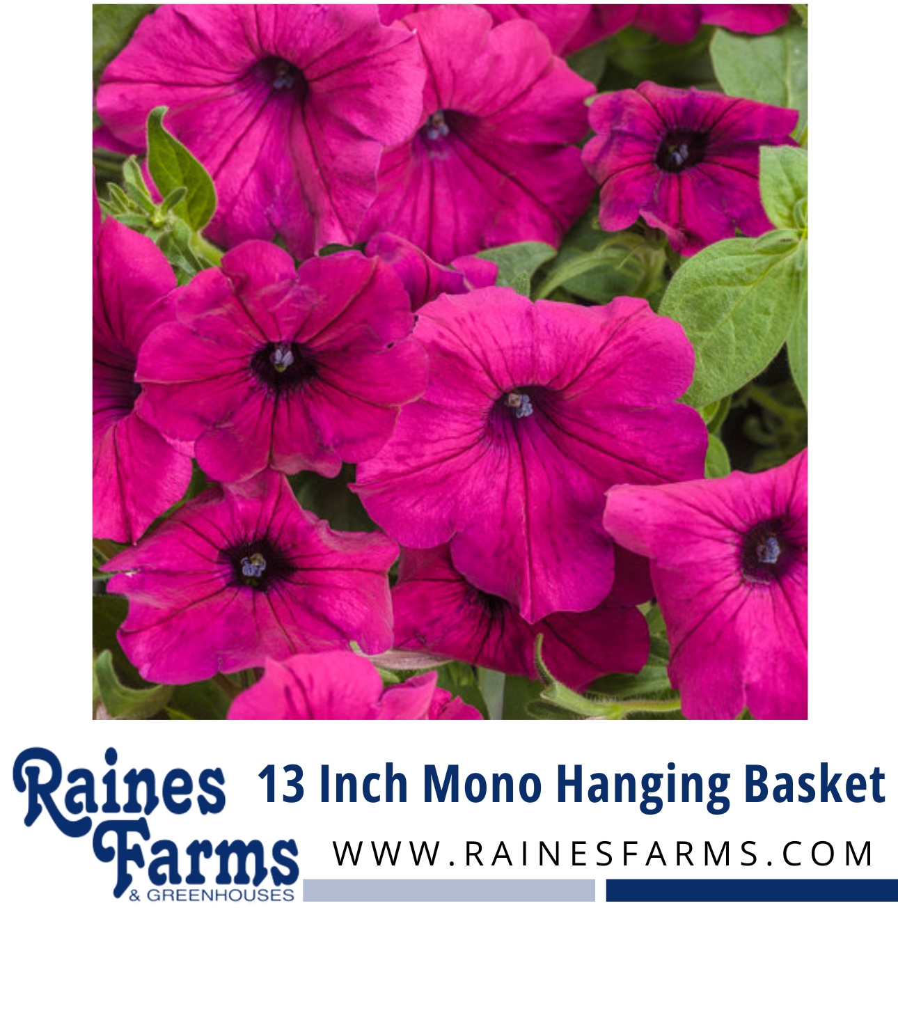 13 Inch Mono Hanging Basket