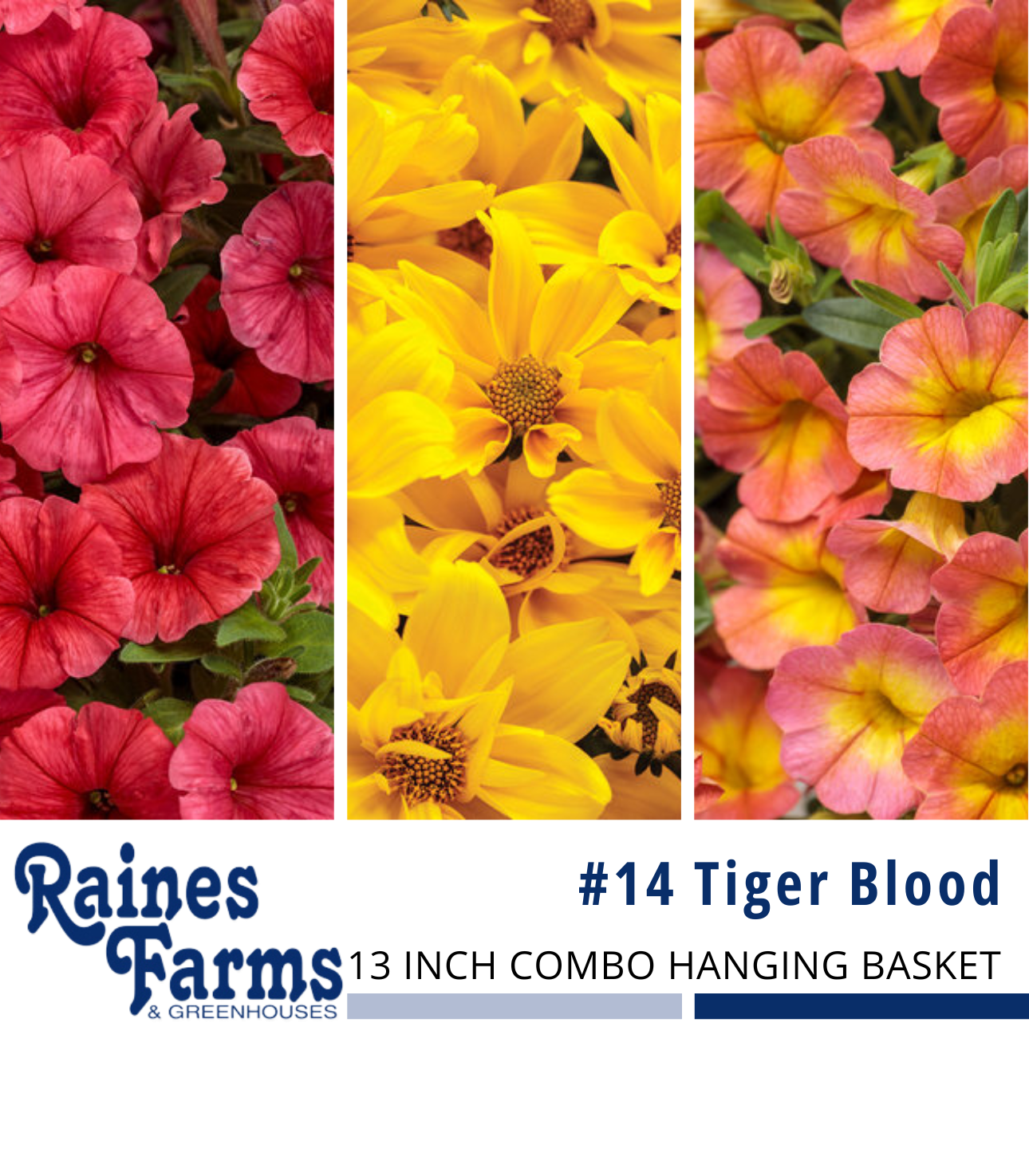#14: Tiger Blood 13 Inch Combo Hanging Basket