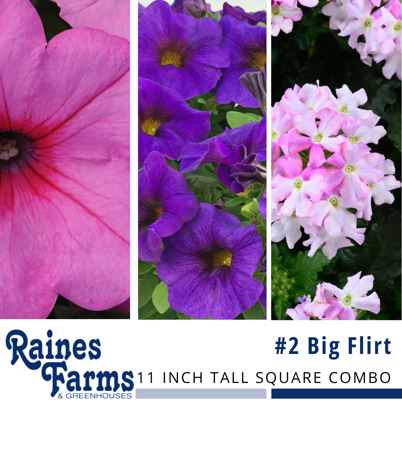 #2: Big Flirt 11 Inch Tall Square Combo Planter