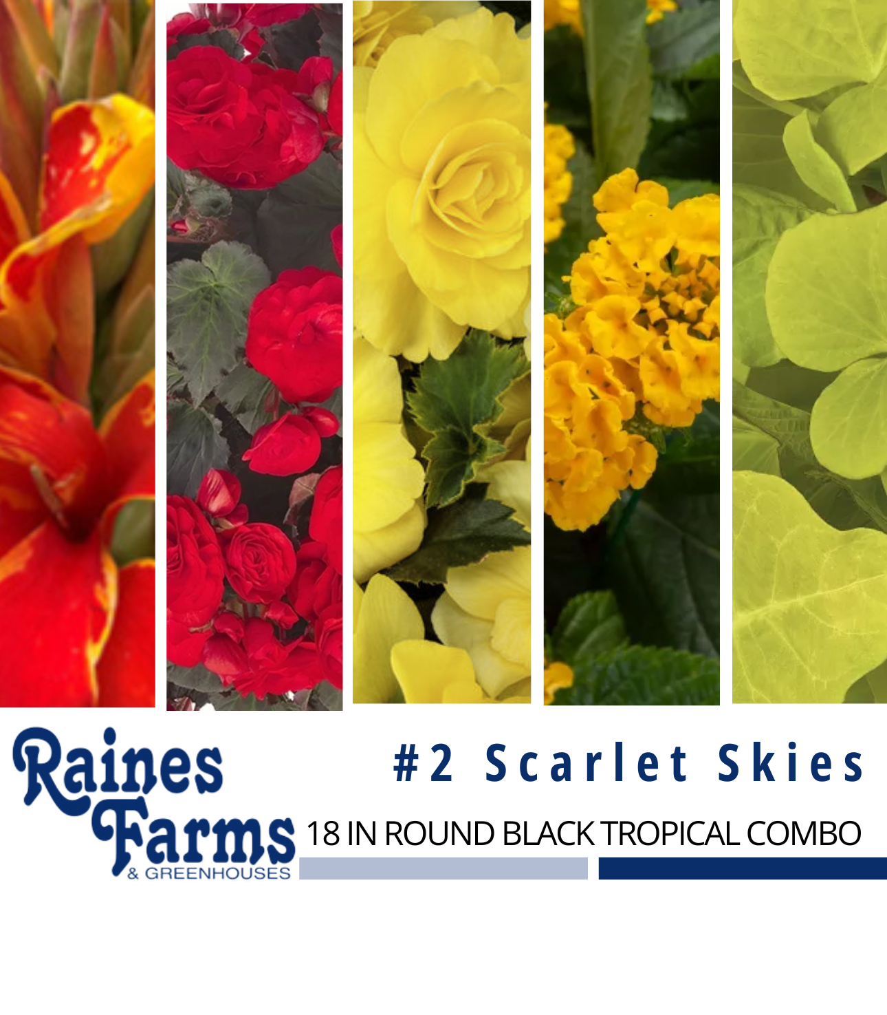 #2: Scarlet Skies 18 Inch Round Black Tropical Combo Planter