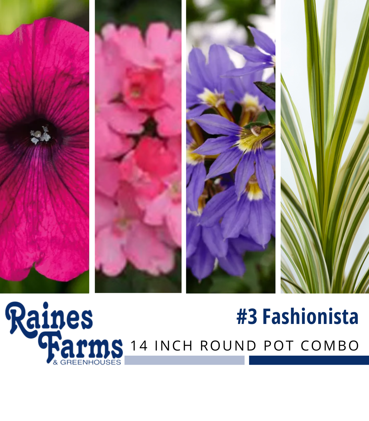 #3: Fashionista 14 Inch Round Pot Combo Planter