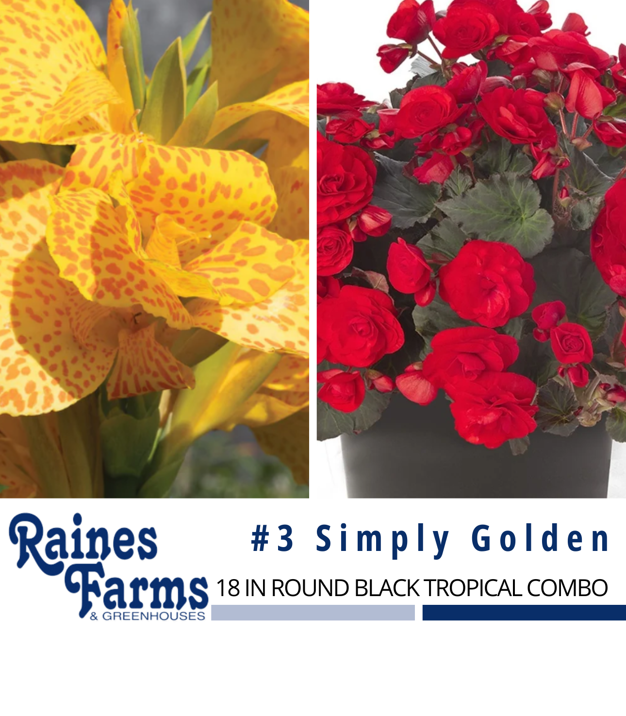 #3: Simply Golden 18 Inch Round Black Tropical Combo Planter
