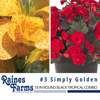 #3: Simply Golden 18 Inch Round Black Tropical Combo Planter 1