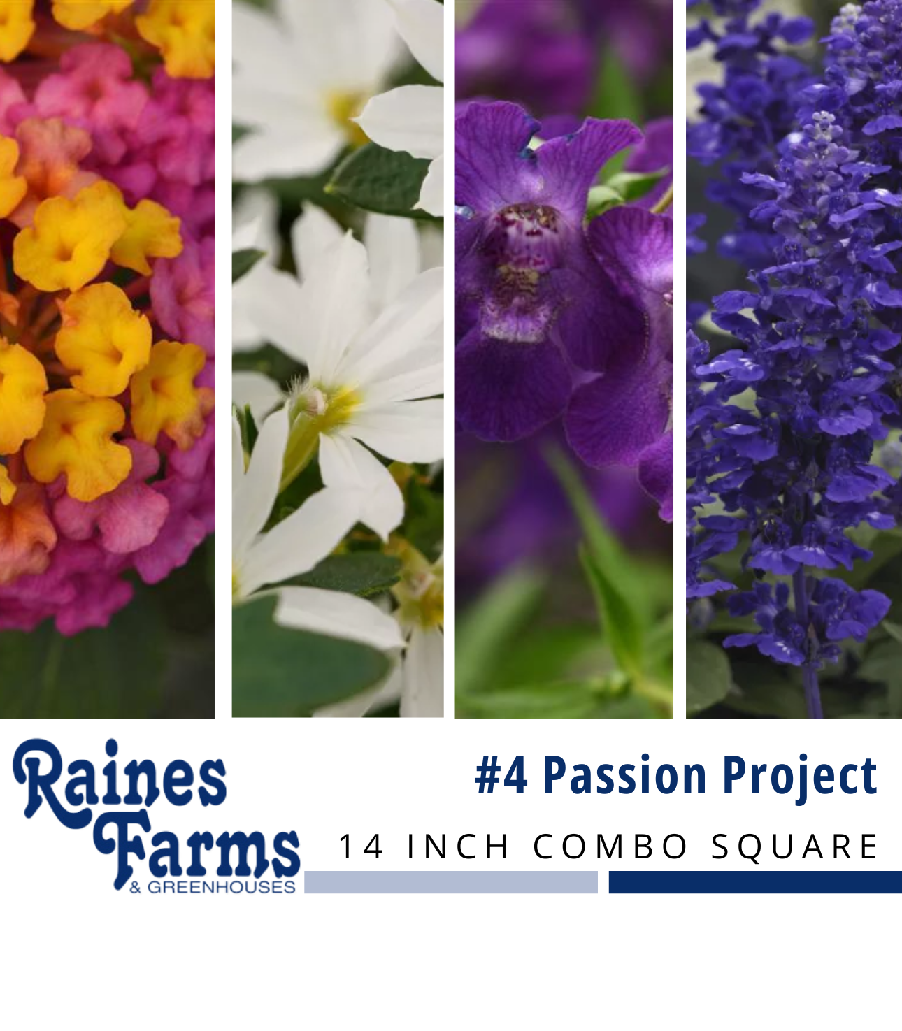#4: Passion Project 14 Inch Combo Square Planter
