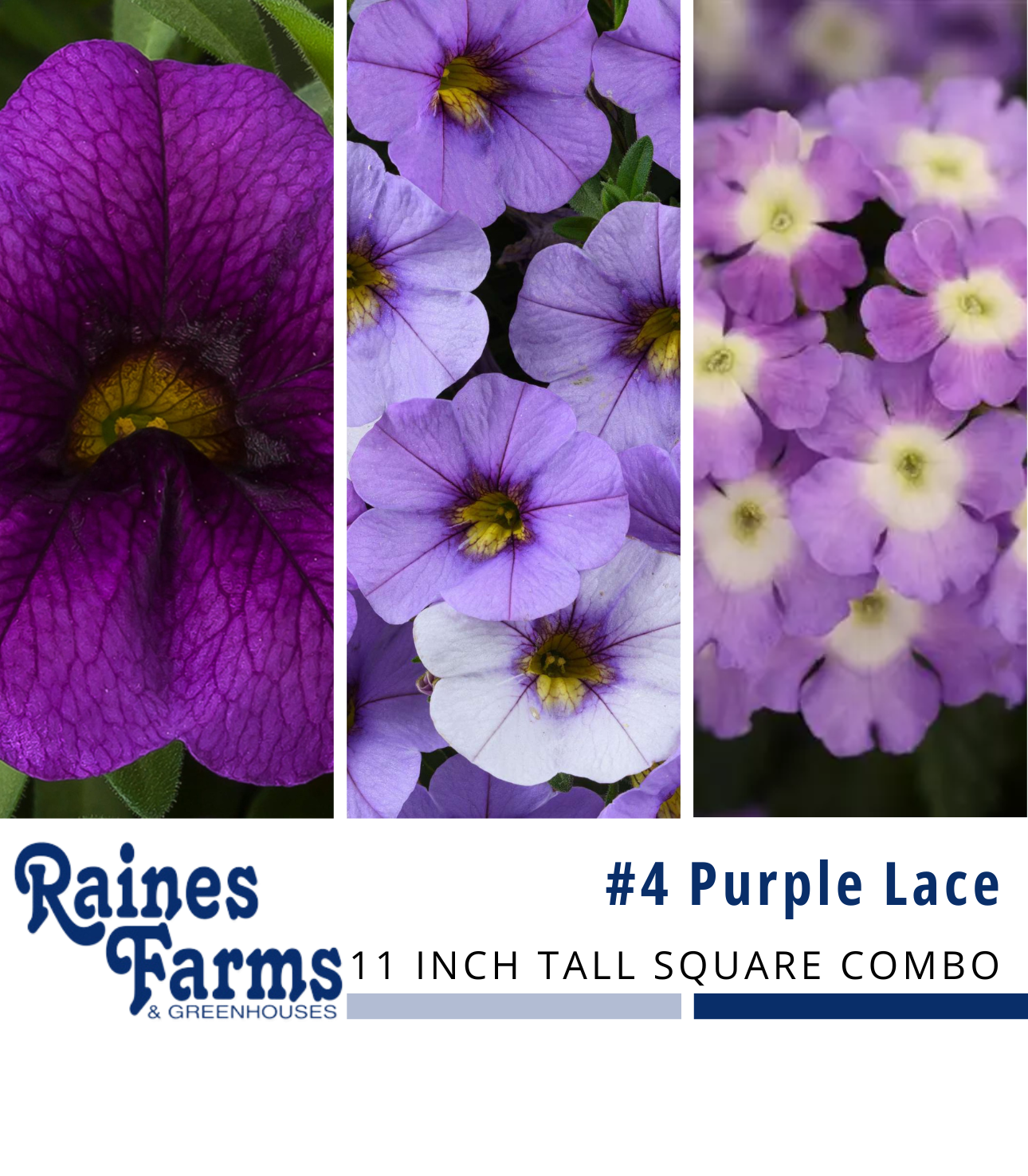 #4: Purple Lace 11 Inch Tall Square Combo Planter