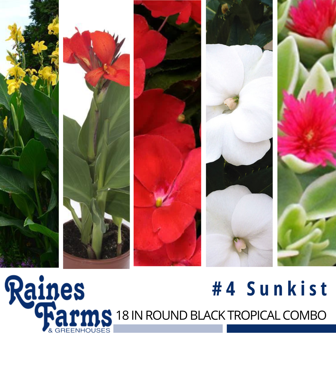 #4: Sunkist 18 Inch Round Black Tropical Combo Planter