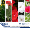 #4: Sunkist 18 Inch Round Black Tropical Combo Planter 1