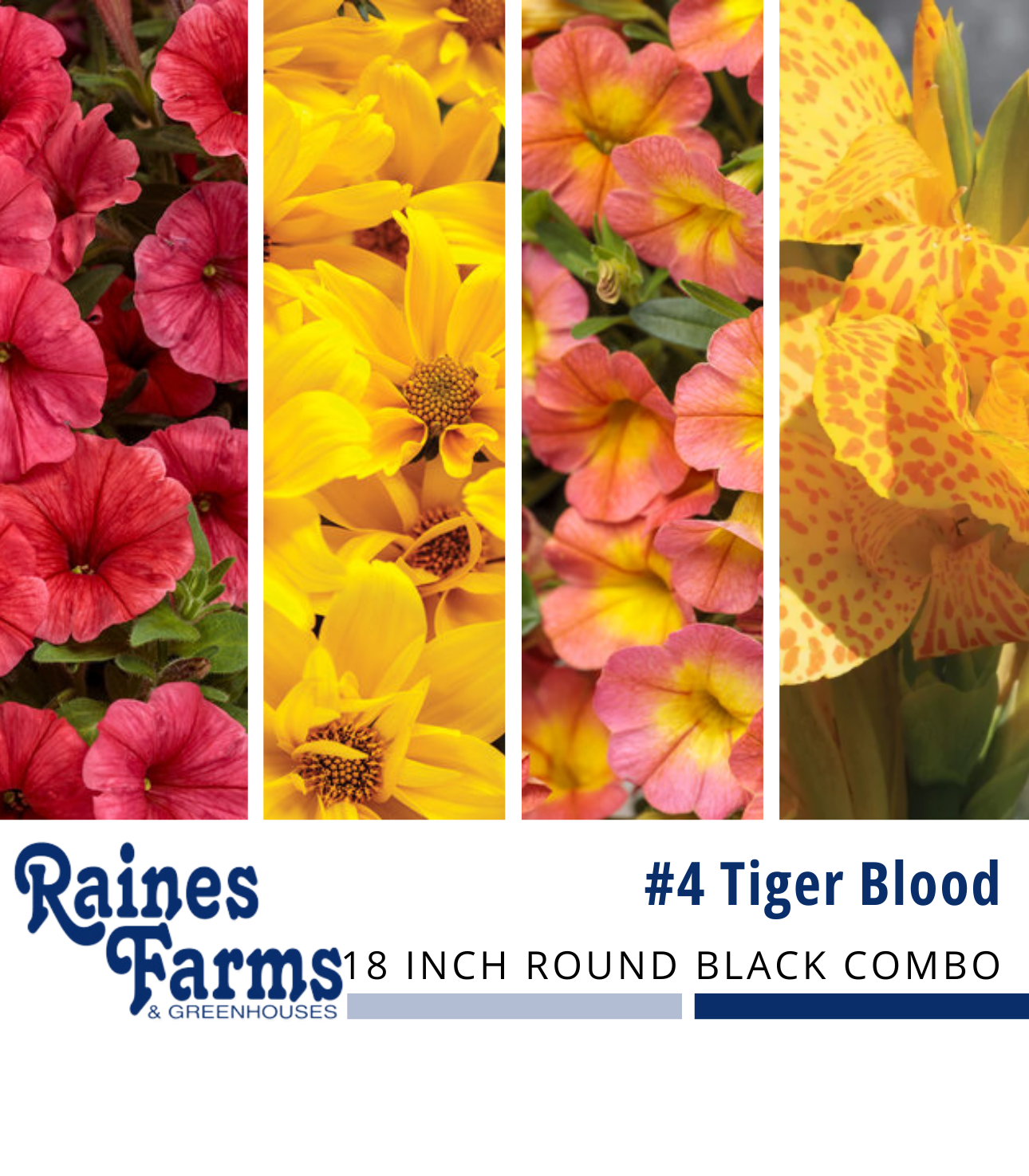 #4: Tiger Blood 18 Inch Round Black Combo Planter