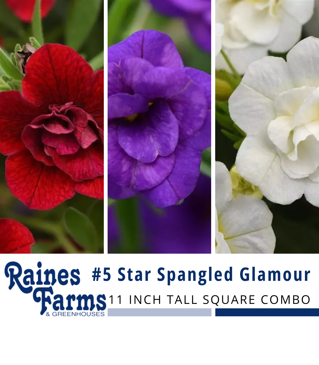 #5: Star Spangled Glamour 11 Inch Tall Square Combo Planter