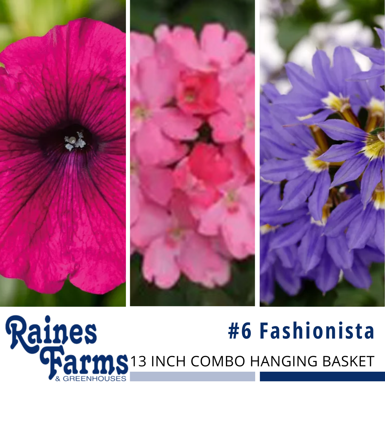 #6: Fashionista 13 Inch Combo Hanging Basket