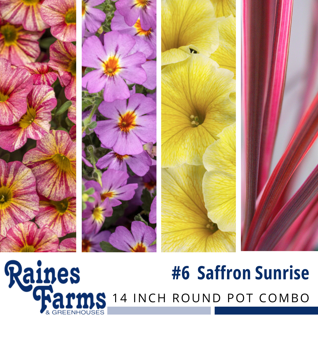 #6: Saffron Sunrise 14 Inch Round Pot Combo Planter