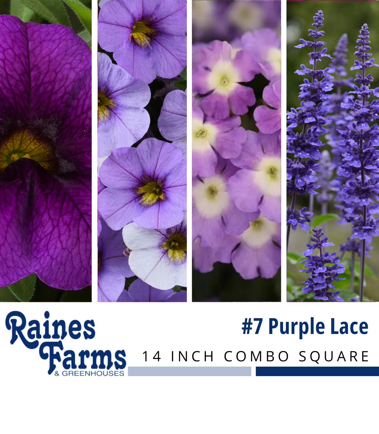 #7: Purple Lace 14 Inch Combo Square Planter