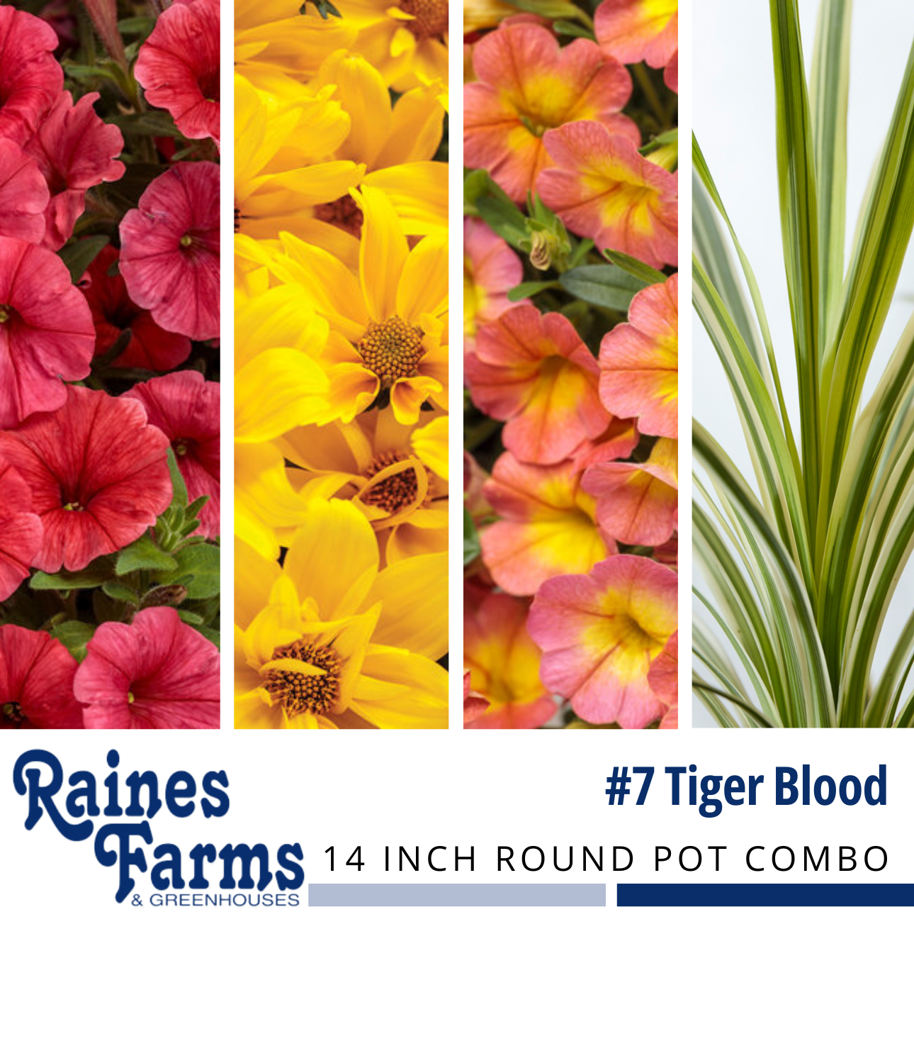 #7: Tiger Blood 14 Inch Round Pot Combo Planter
