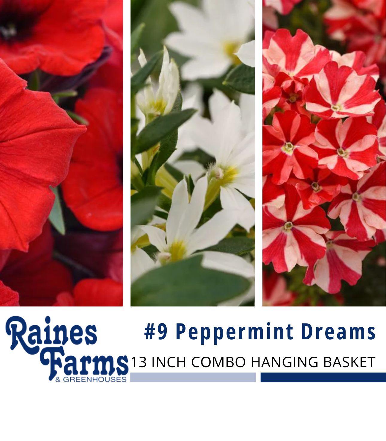 #9: Peppermint Dreams 13 Inch Combo Hanging Basket