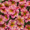 #6: Saffron Sunrise 14 Inch Round Pot Combo Planter 1