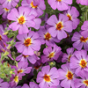 #6: Saffron Sunrise 14 Inch Round Pot Combo Planter