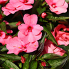 #8: Gypsy Flamingo 13 Inch Combo Hanging Basket 1