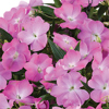 #8: Gypsy Flamingo 13 Inch Combo Hanging Basket