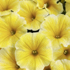 #6: Saffron Sunrise 14 Inch Round Pot Combo Planter