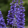 #5: Purple Lace 14 Inch Round Pot Combo Planter