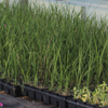 3.5 Inch Component Plants - Sold in 18 count trays 1