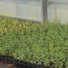 3.5 Inch Component Plants - Sold in 18 count trays