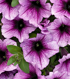 13 Inch Standard Hanging Basket